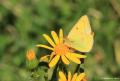Colias thisoa (Turan Azameti)